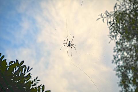 In the stillness of threads, patience spins power.